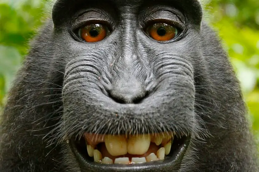 is the selfie monkey disappointed because he cannot claim copyright on his photo?