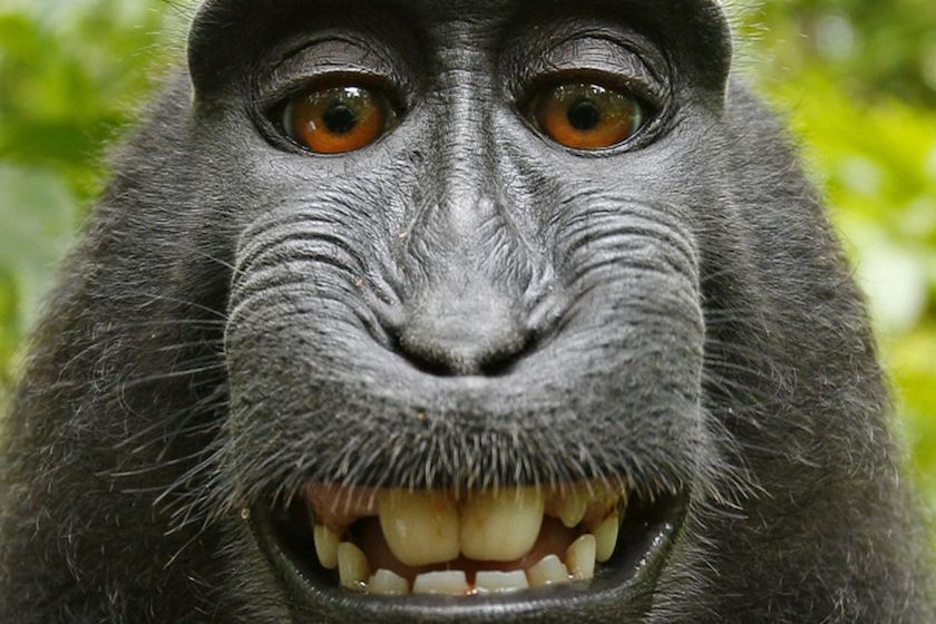selfie monkey cannot claim copyright on his photo